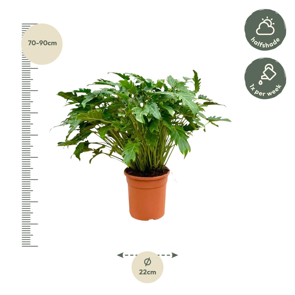Philodendron Xanadu - 100 cm - Ø35