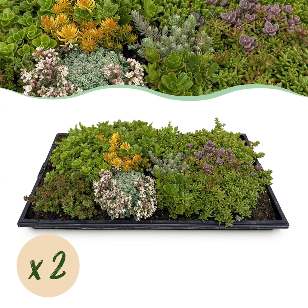 Bodembedekker - Winterhard - Sedum mat - Bestaat uit 10 soorten - X2 - Weinig Onderhoud - Lengte 50 Breedte 30