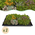 Bodembedekker - Winterhard - Sedum mat - Bestaat uit 10 soorten - X2 - Weinig Onderhoud - Lengte 50 Breedte 30