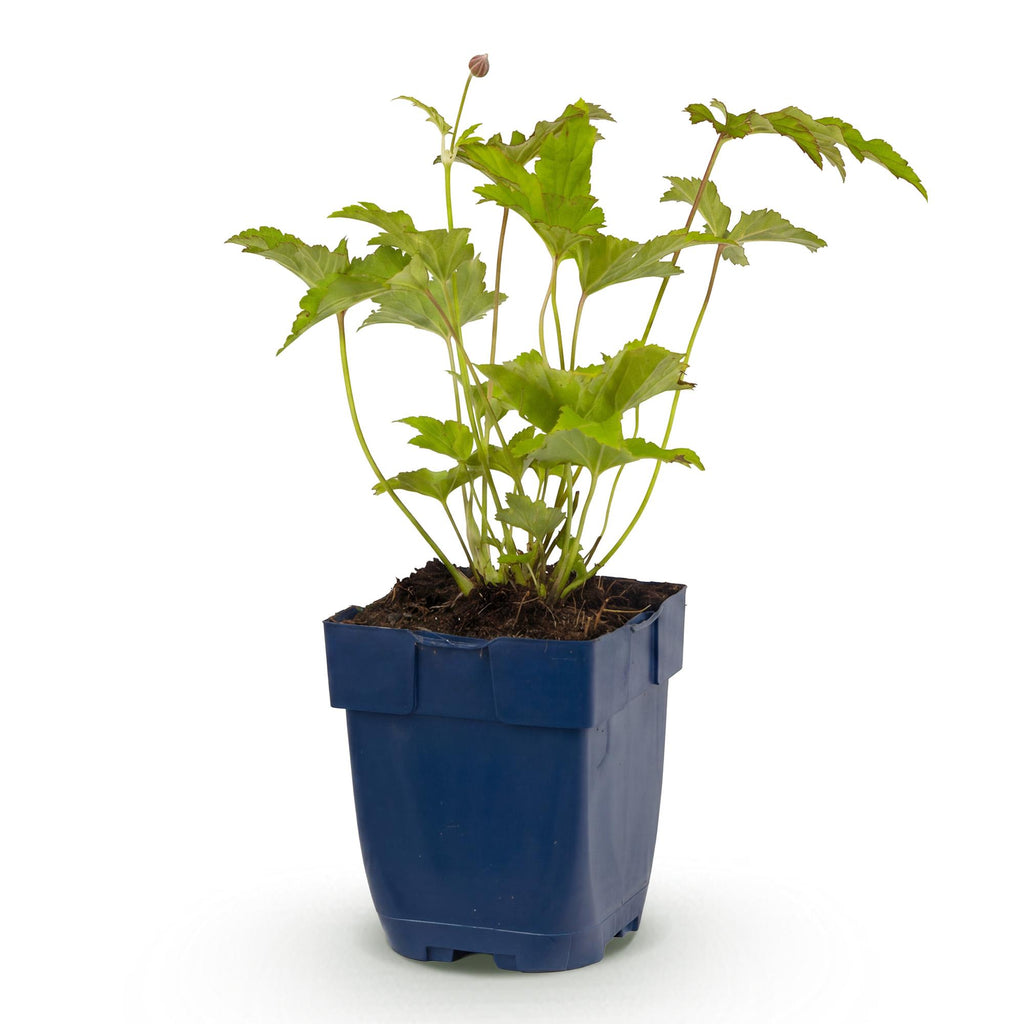 Vasteplant - Anemone hybr. Hon. Jobert - Herfst Anemoon - Schaduw - Wit - 1 Plant - Pot 11cm - Hoogte 15-25cm