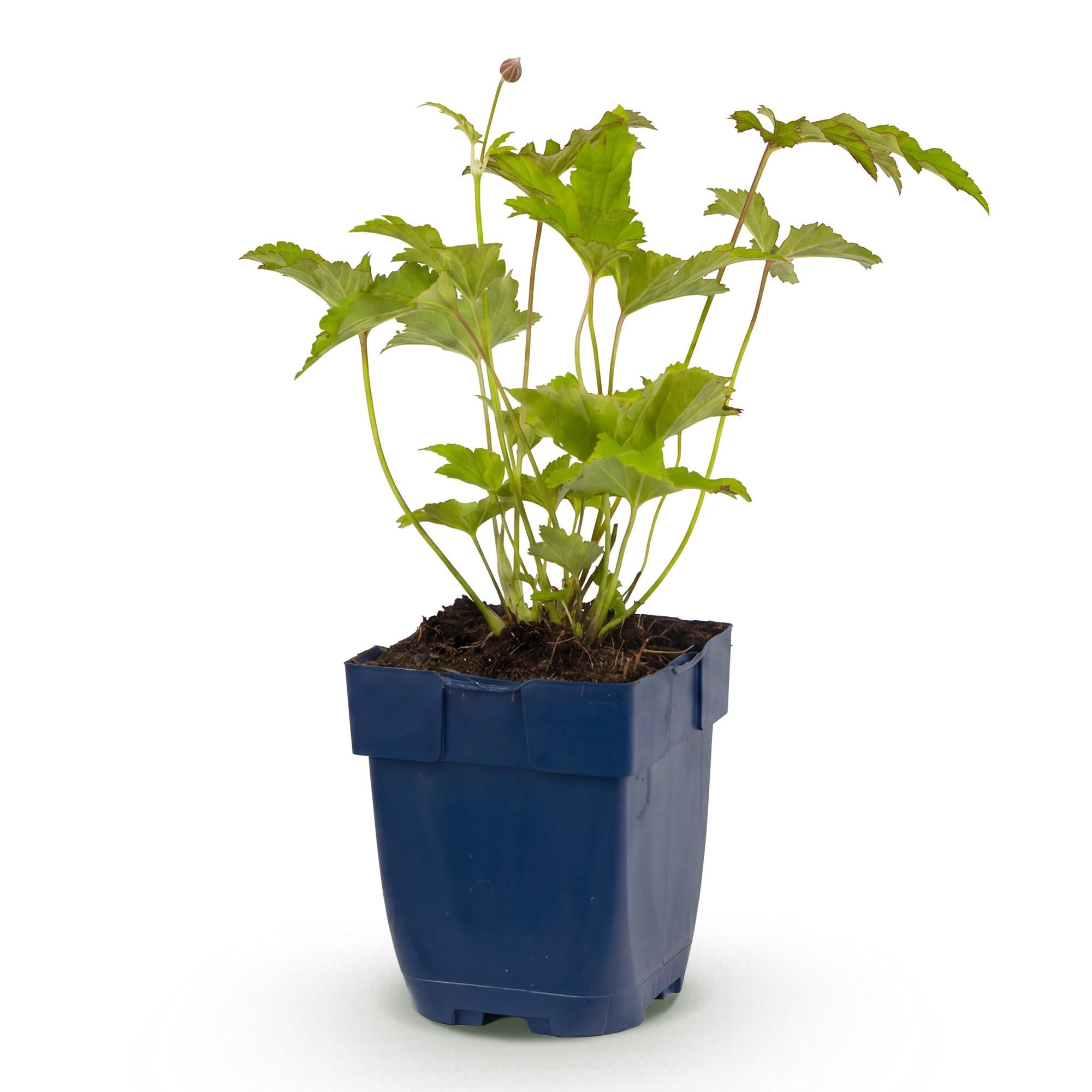 Vasteplant - Anemone hybr. Hon. Jobert - Herfst Anemoon - Schaduw - Wit - 1 Plant - Pot 11cm - Hoogte 15-25cm