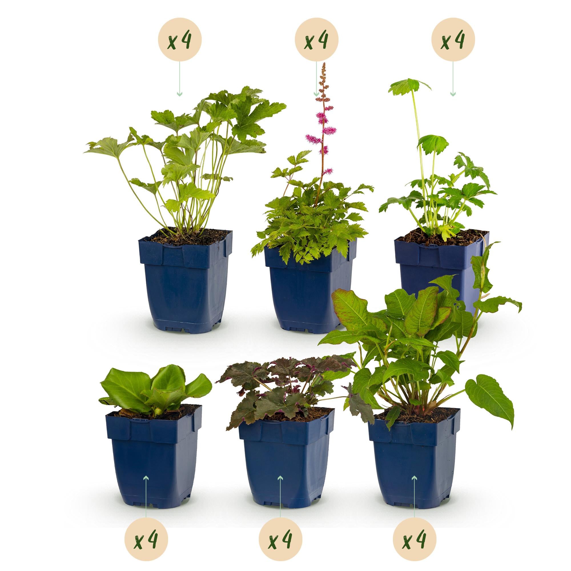Borderpakket - Schaduw - 24 Vaste planten - 3 m2 - Diversen kleuren - Weinig Onderhoud - Pot 11cm