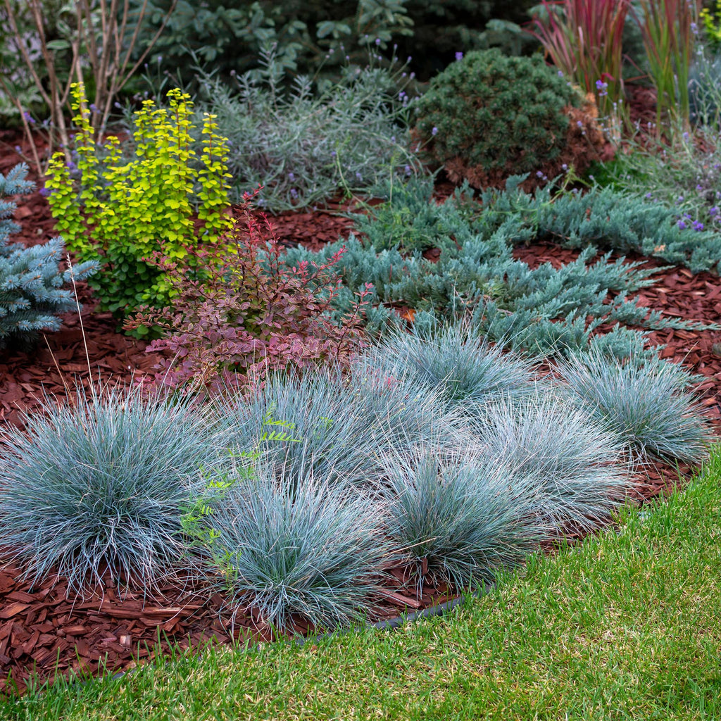 Siergrassen - Festuca glauca Intense Blue  - Blauw - 2 Planten - Bladhoudend - Weinig Onderhoud - Pot 17cm Hoogte 50cm