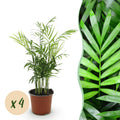 Kamerplant - Chamaedorea elegans - Goudpalm - Huisdiervriendelijk - Groen - 4 Planten - Pot 12cm - Hoogte 35-40cm