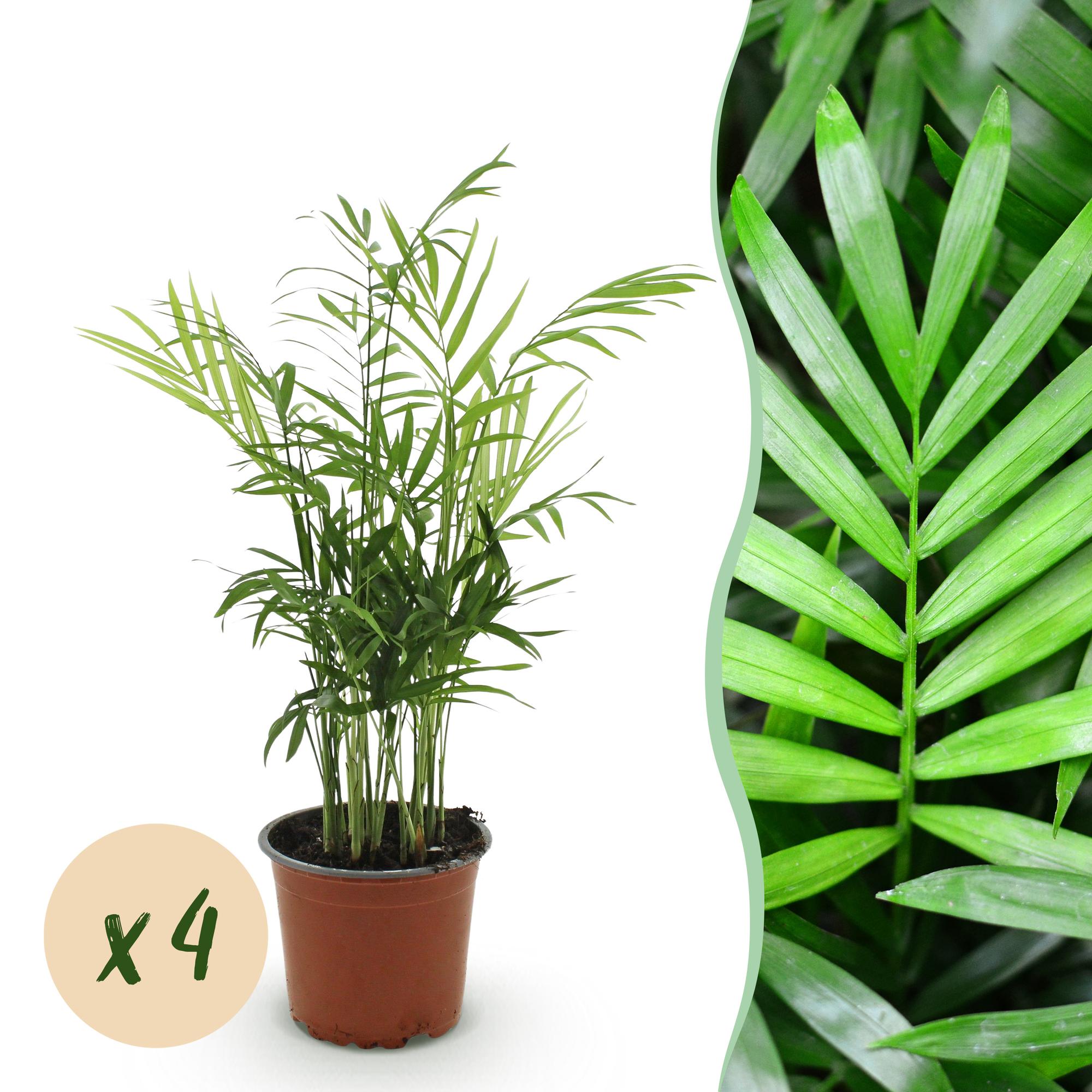 Kamerplant - Chamaedorea elegans - Goudpalm - Huisdiervriendelijk - Groen - 4 Planten - Pot 12cm - Hoogte 35-40cm