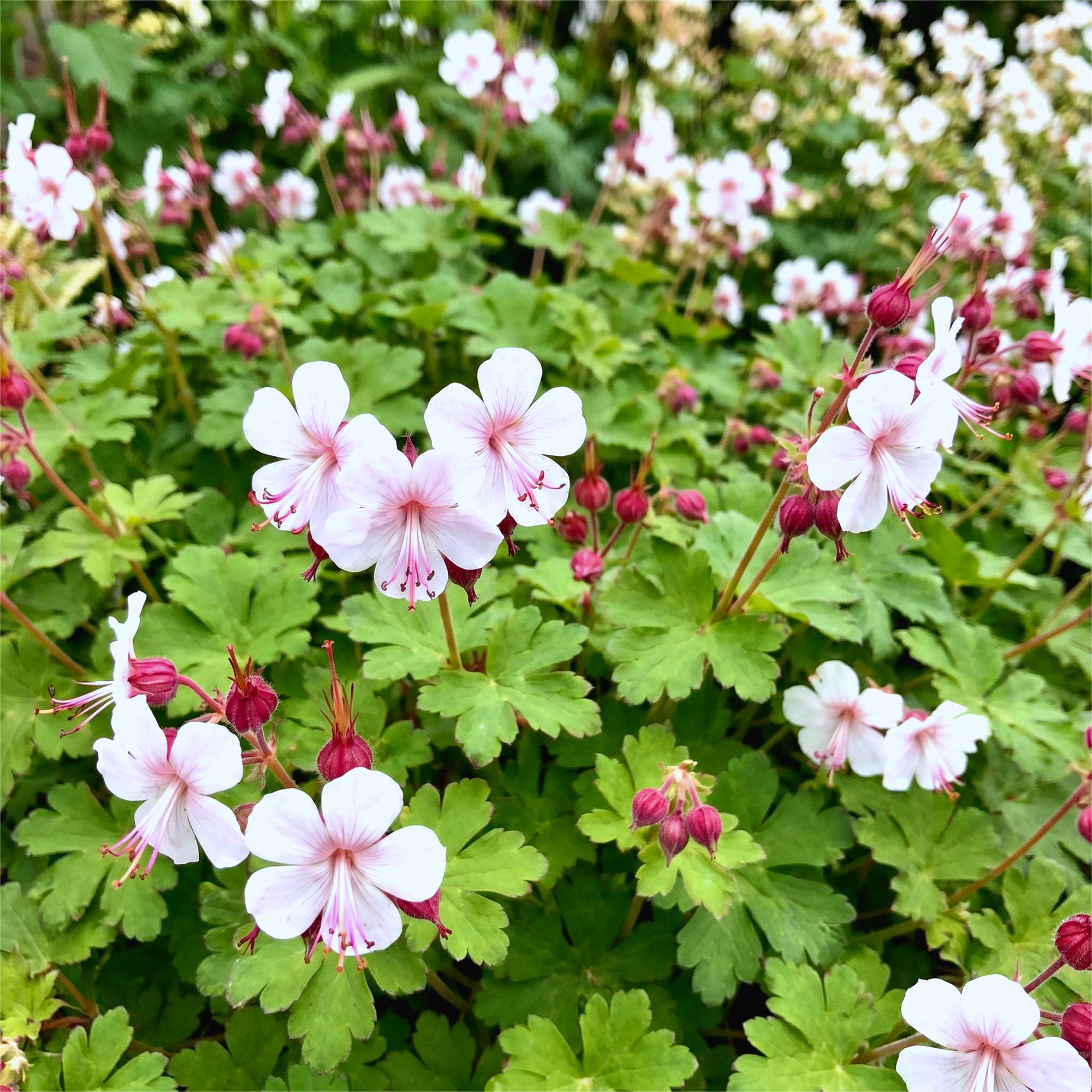 Vasteplant - Geranium macr. Spessart - Ooievaarsbek - Bodembedekkend - Wit-Roze - 12 Planten - Pot 11cm - Hoogte 15-25cm