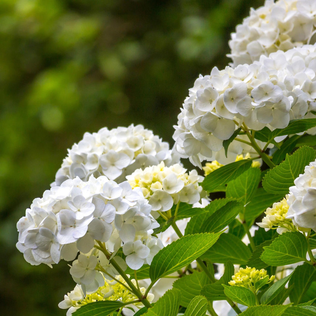 Hortensia - Hydrangea macrophylla Blue - Bloem Wit - 1 Plant - Bladverliezend - Weinig Onderhoud - Pot 17cm Hoogte 30cm