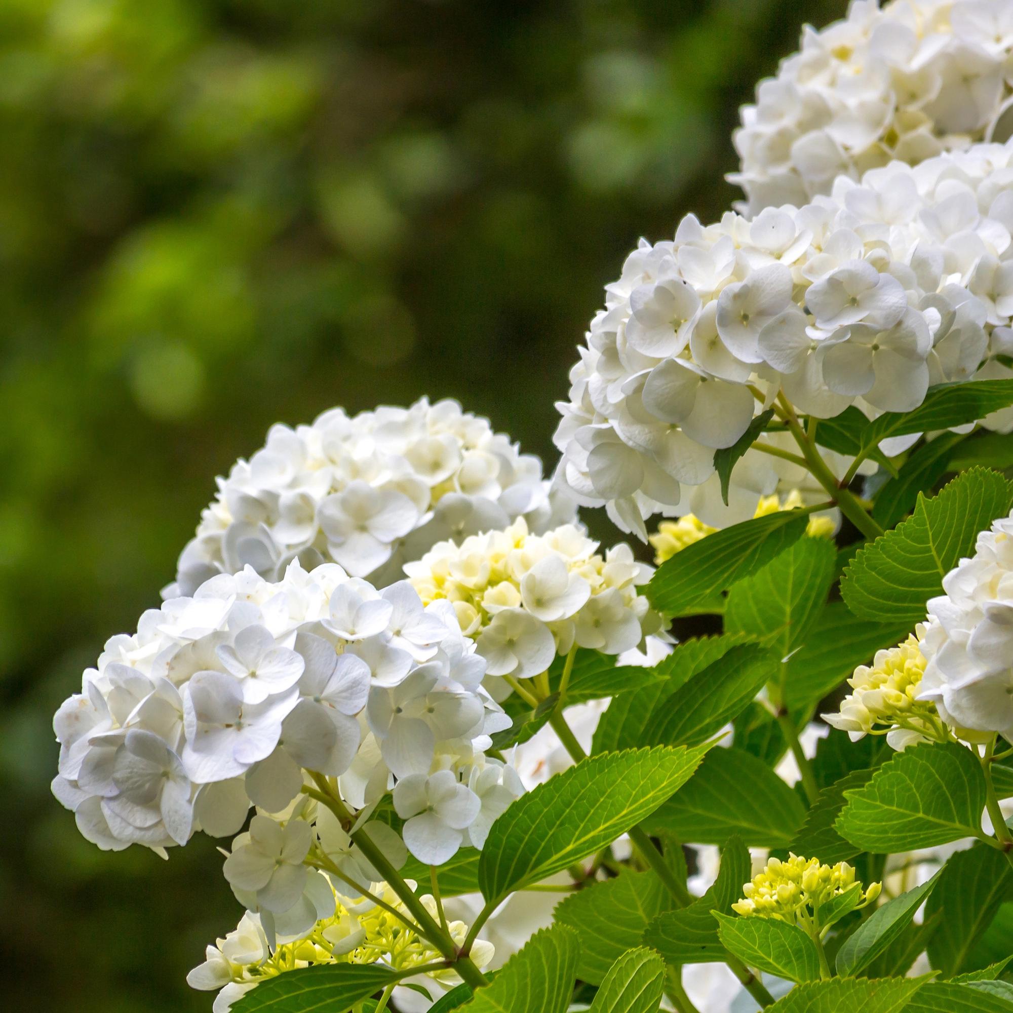Hortensia - Hydrangea macrophylla Blue - Bloem Wit - 1 Plant - Bladverliezend - Weinig Onderhoud - Pot 17cm Hoogte 30cm