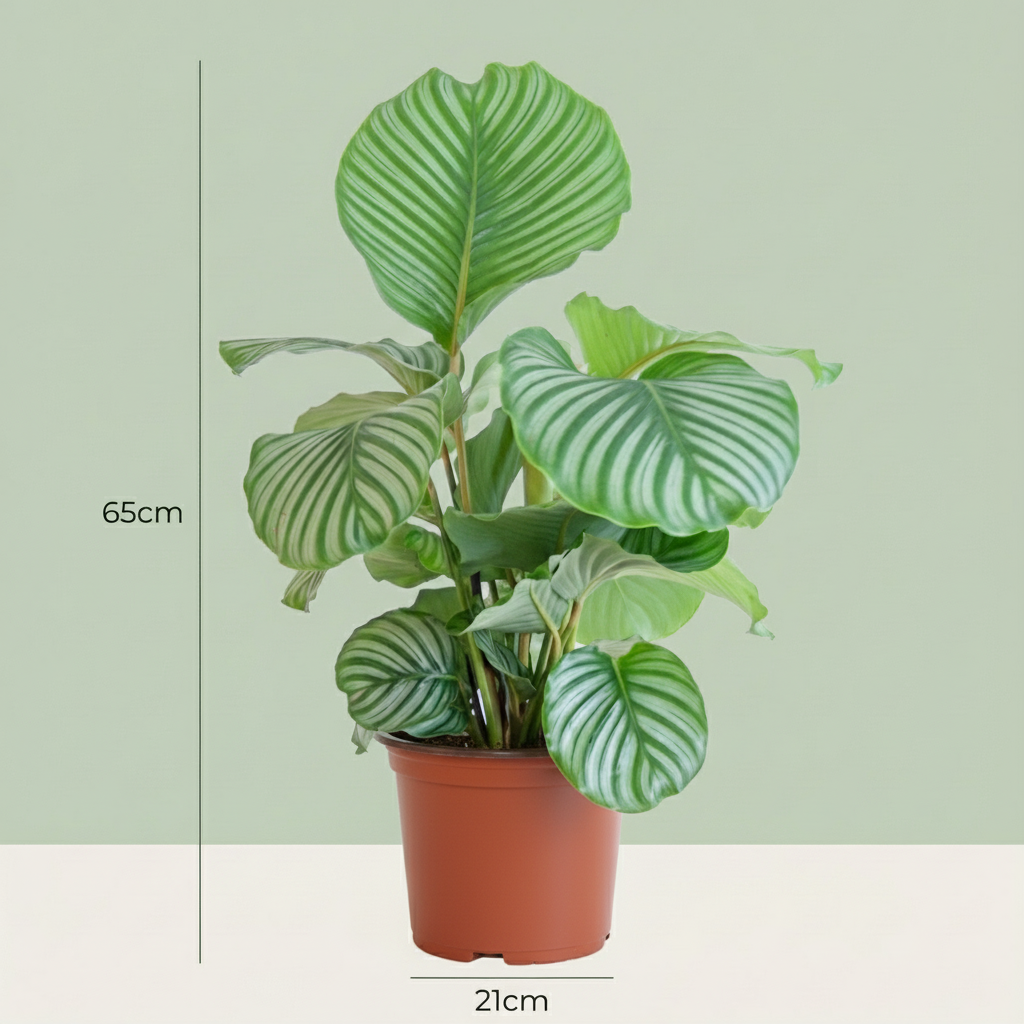Kamerplant - Pauwenplant - Calathea Orbifolia - Groen - Weinig onderhoud - 1 Plant - Pot 21cm - Hoogte 60 - 70cm