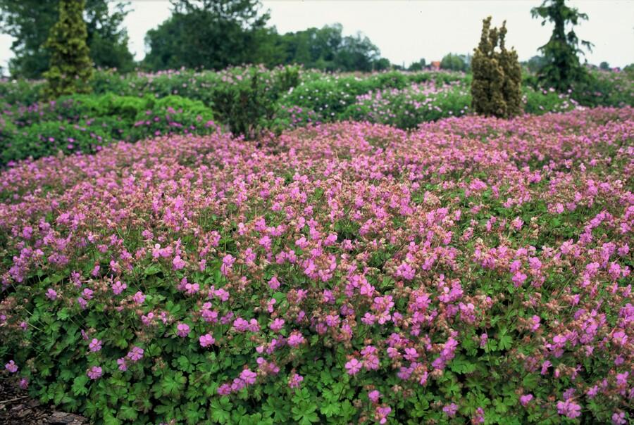 24x Geranium cant. 'Cambridge' - ↕10-25cm - Ø9cm