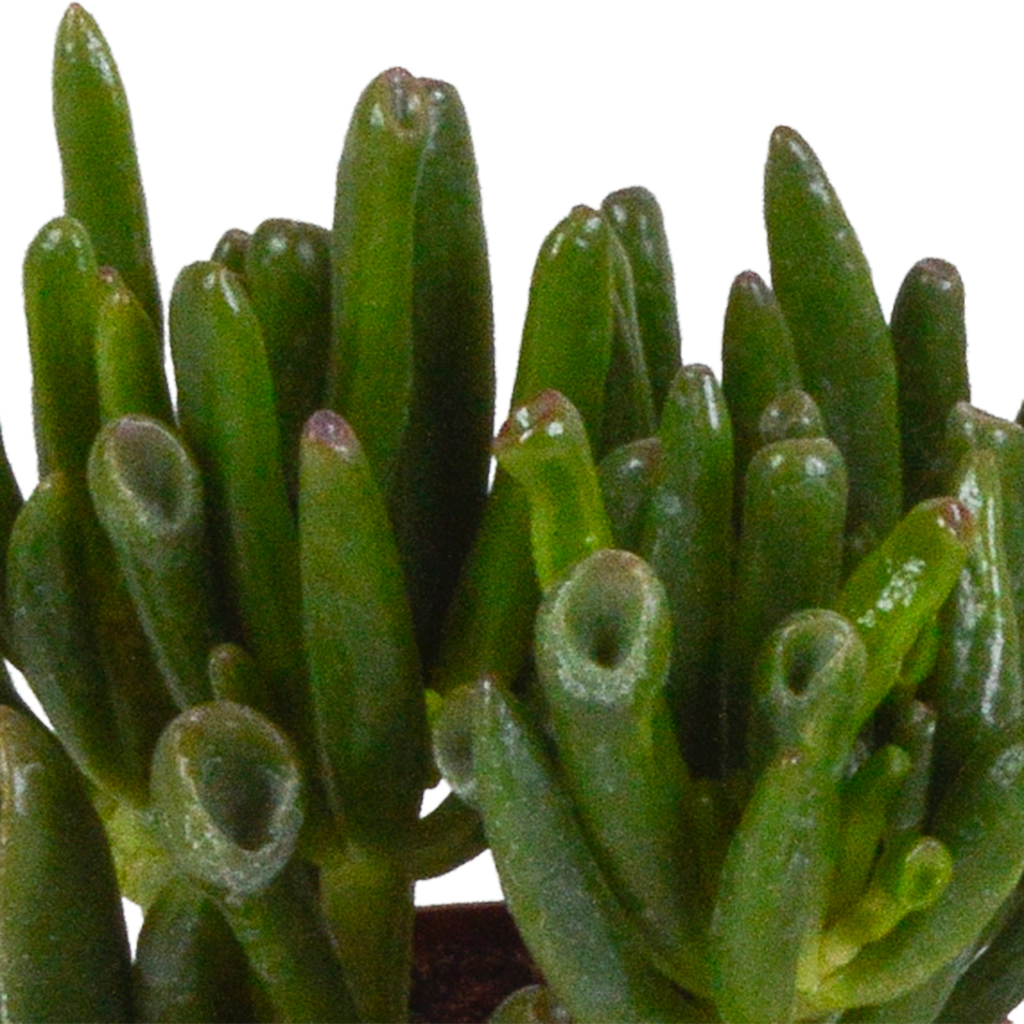 Crassula mix 8.5 cm - 3x - in terracotta pot