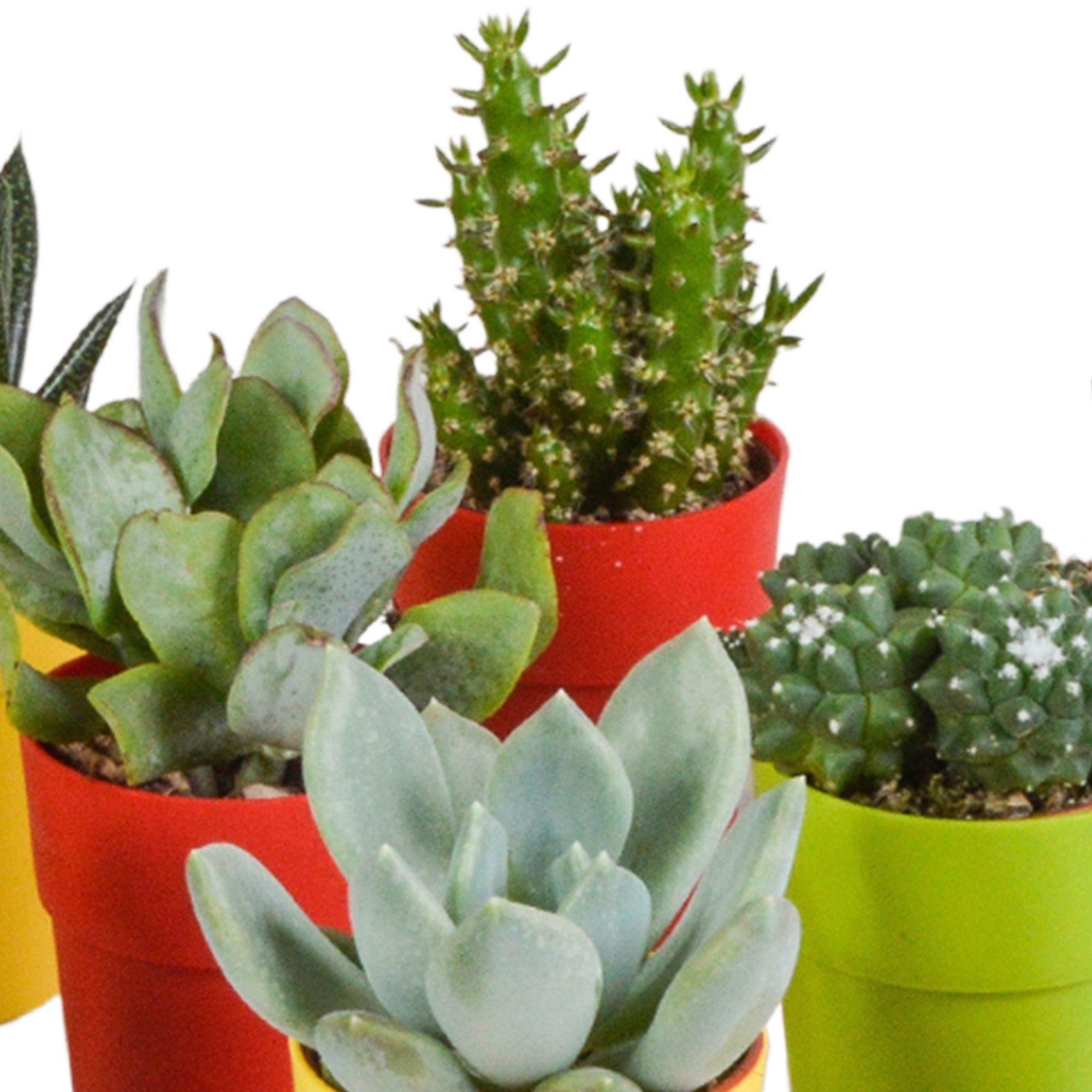Cactus en vetplanten mix 5.5 cm | 15 stuks - in gekleurde plasticpot