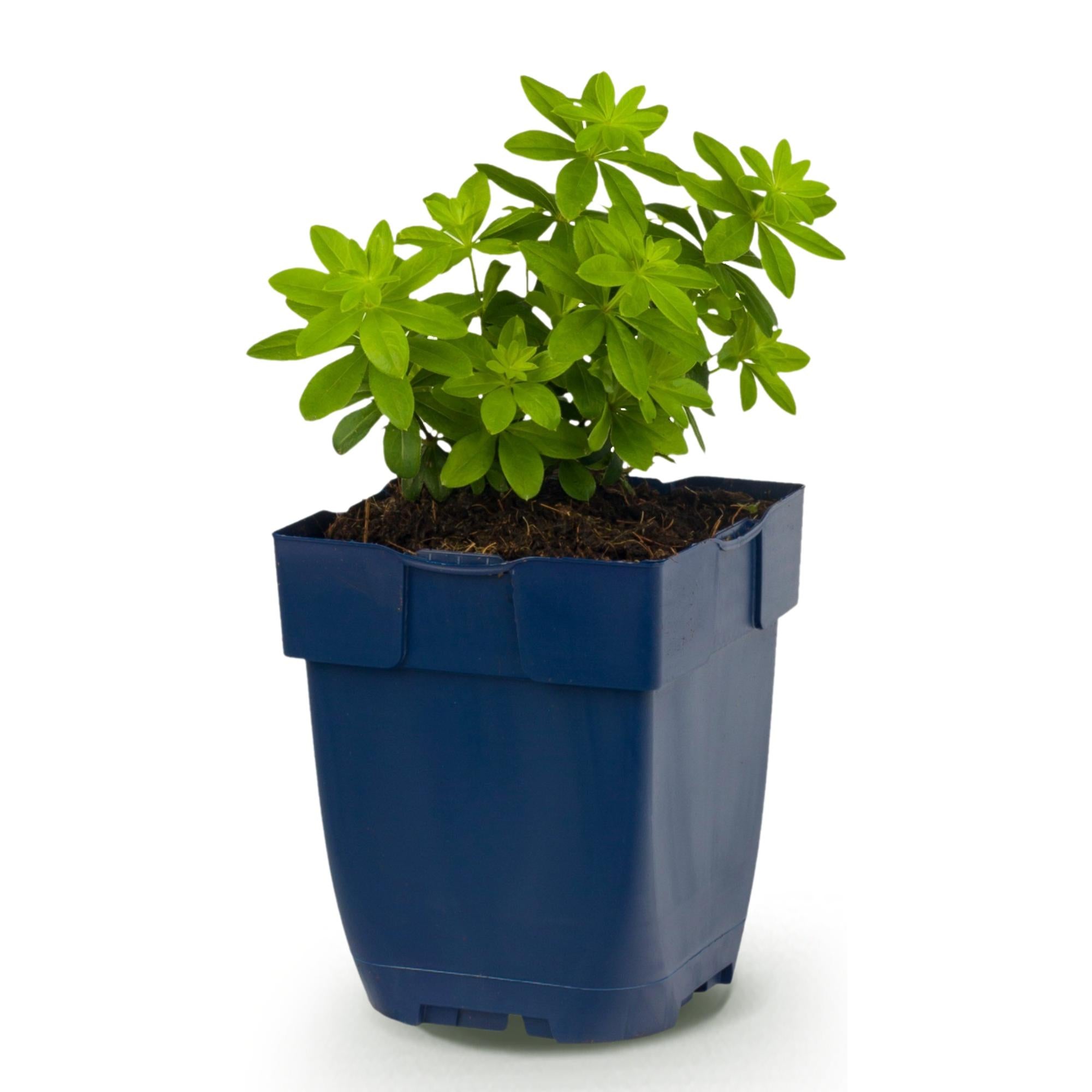 Vasteplant - Galium odoratum - Walstro - Bodembedekkend - Wit - 1 Plant - Pot 11cm - Hoogte 15-25cm