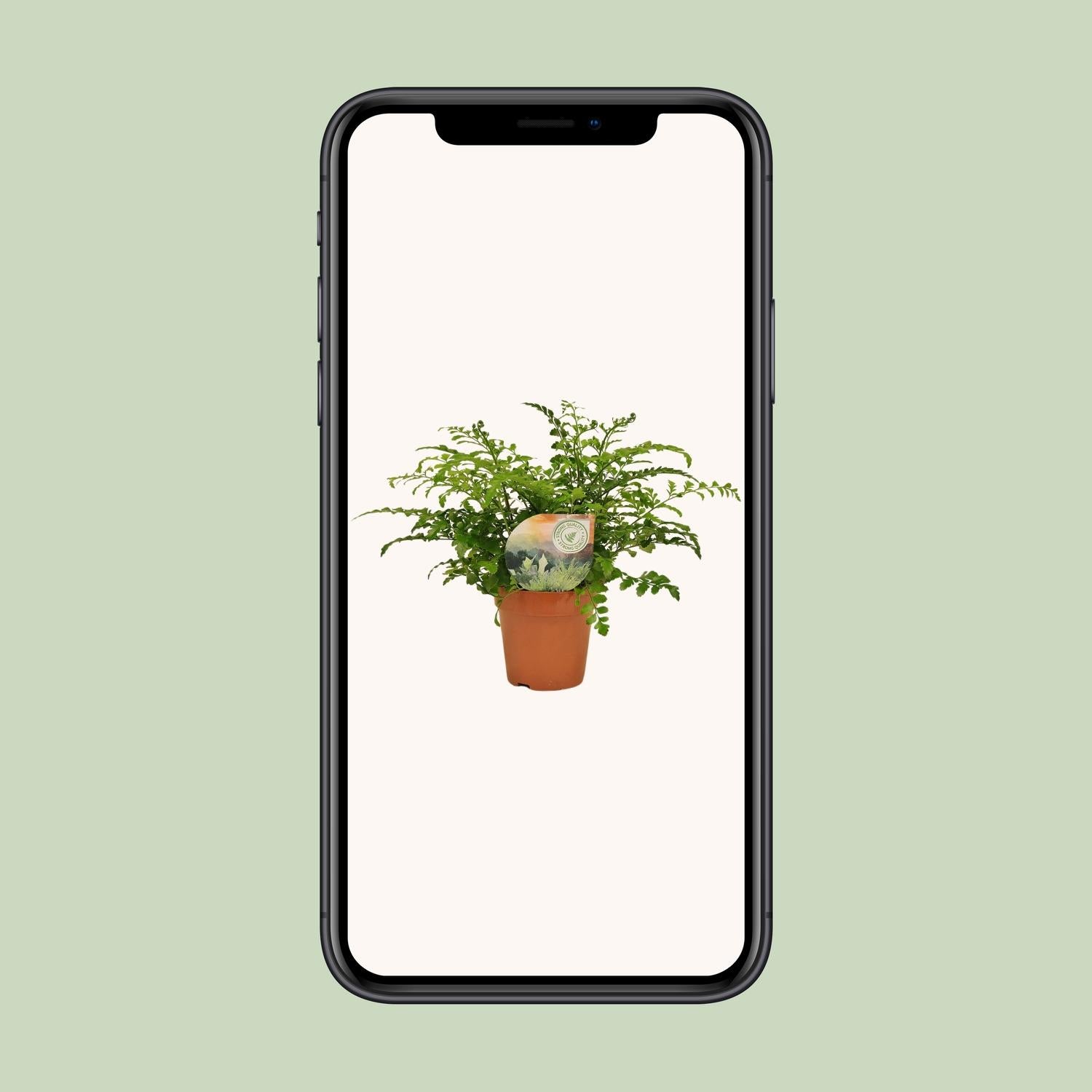 Asplenium Parvati - Ø12cm - ↕35cm