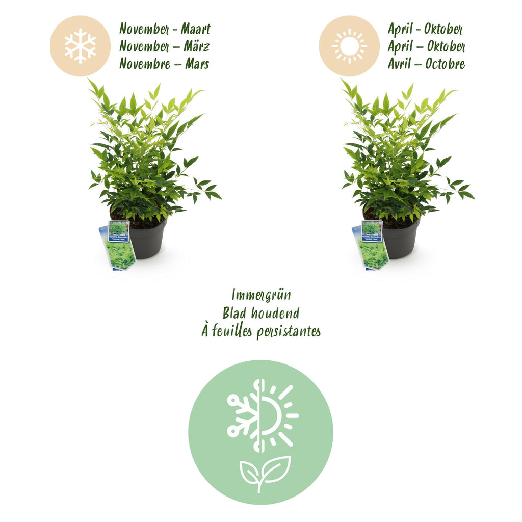 Tuinplant - Nandina Lemon & Lime - Geel - 1 Plant - Groenblijvend - Weinig Onderhoud - Pot 17cm Hoogte 45cm