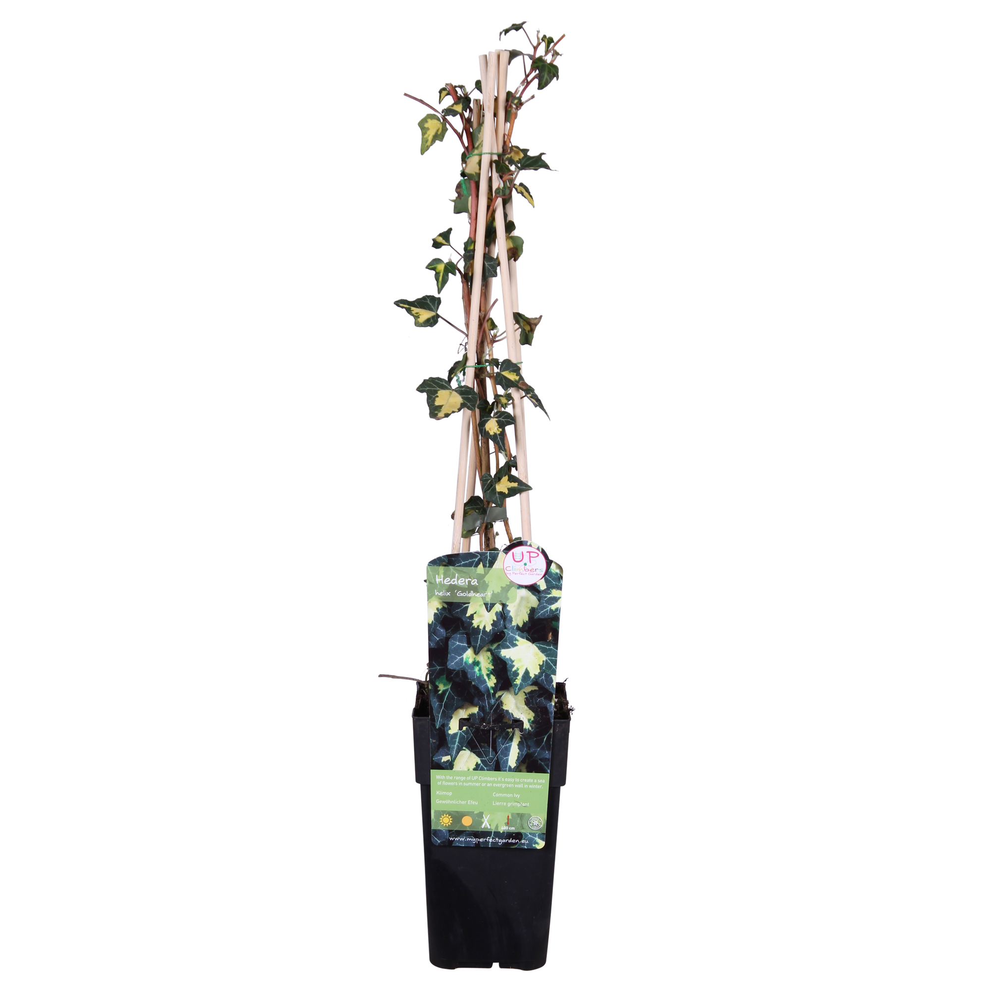 Hedera helix 'Goldheart' - Ø15cm - ↕65cm