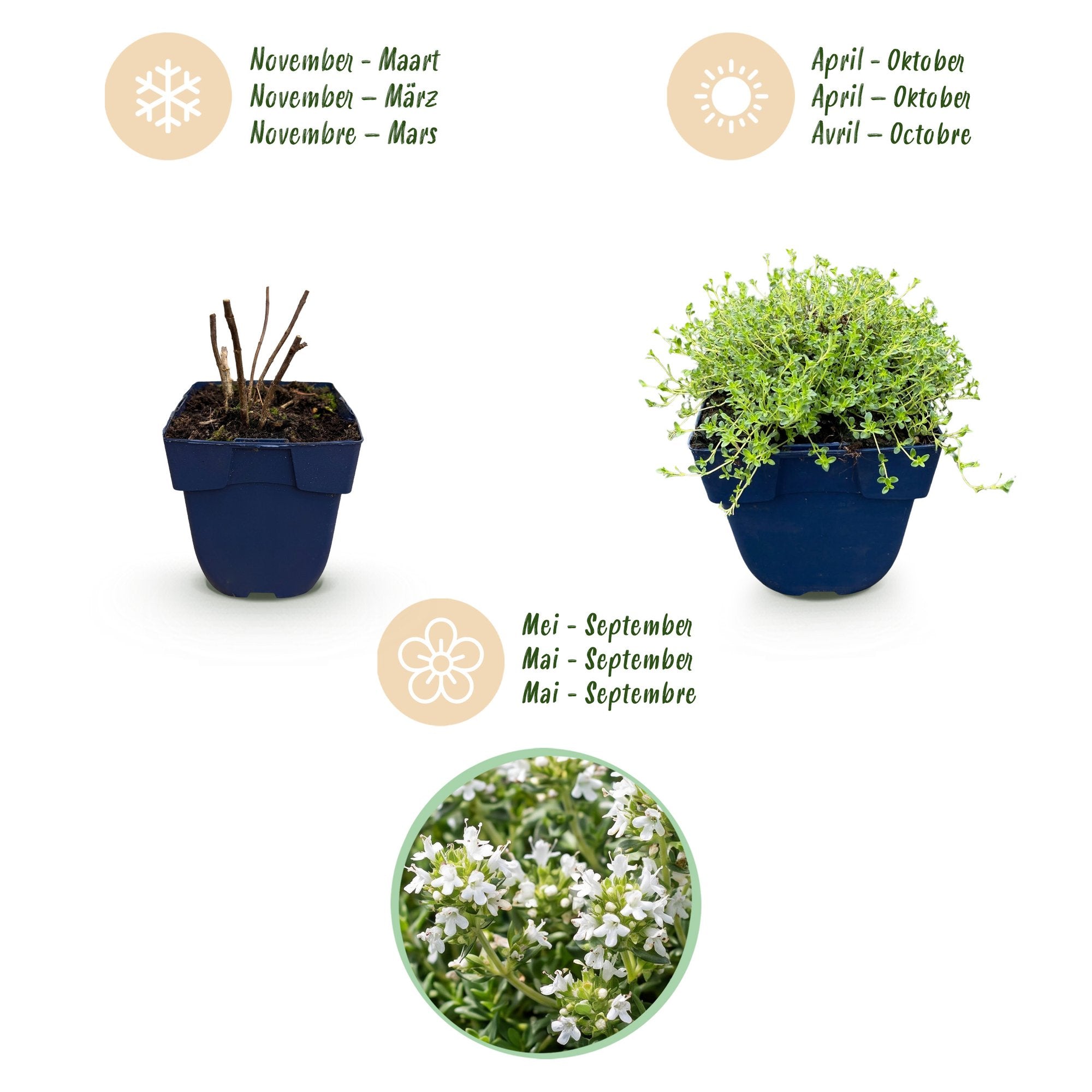 Vasteplant - Thymus praecox Albiflorus - Witte kruiptijm - Geurend - Wit - 24 Planten - Pot 11cm - Hoogte 15-25cm