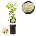 Klimroos - Rosa White Climber - Bloem Wit - Weinig onderhoud - 2 planten - Pot 11cm Hoogte 40cm