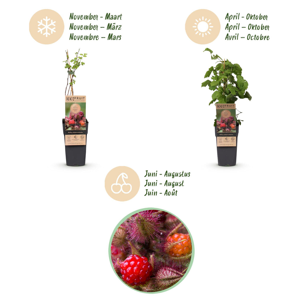 Fruitplant - Rubus phoenicolasius - Japanse wijnbes - Winterhard - Fel Rode Framboos - 2 Planten - Pot 15cm - Hoogte 50cm