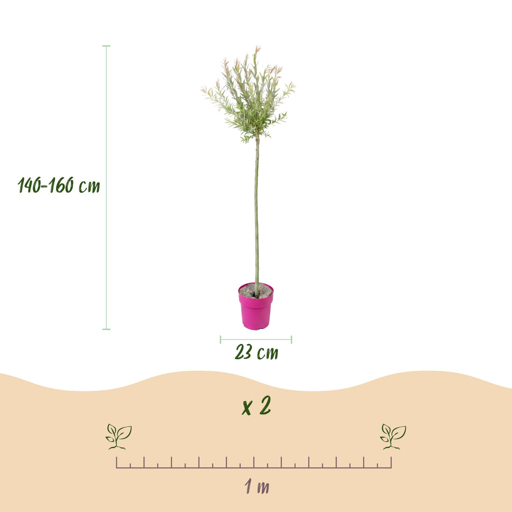 4x - Salix Flamingo - Ø23cm - ↕140-160cm