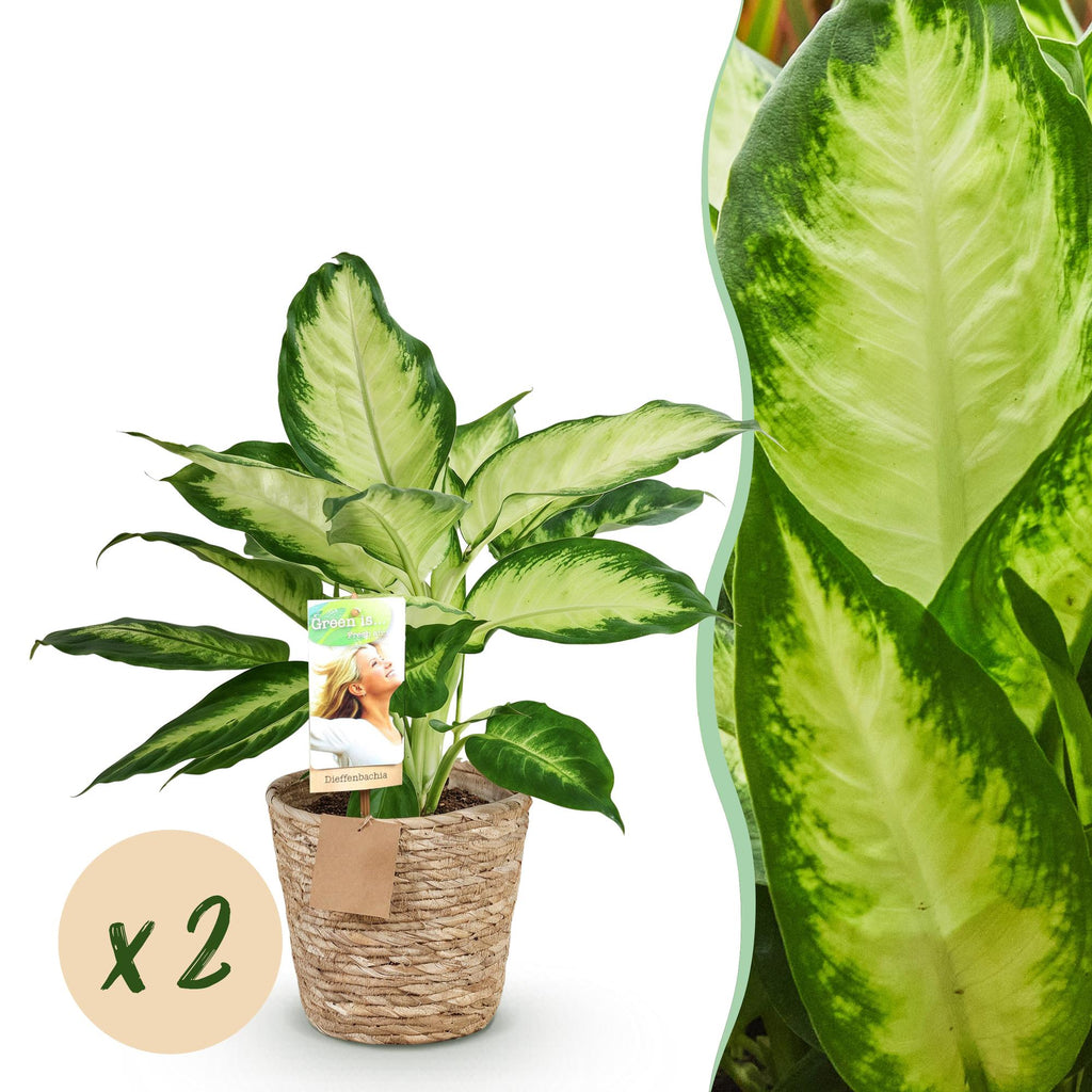 Green is... Kamerplanten - Diefenbachia Camilla - Dieffenbachia - Weinig onderhoud - met mand - Groen - 2 Planten - Pot 17cm - Hoogte 45-50cm