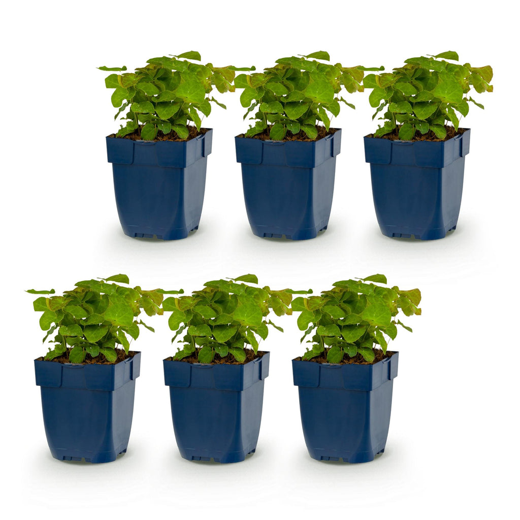 Vasteplant - Epimedium perralch. Frohnleiten - Elfenbloem - Schaduw - Geel - 6 Planten - Pot 11cm - Hoogte 15-25cm