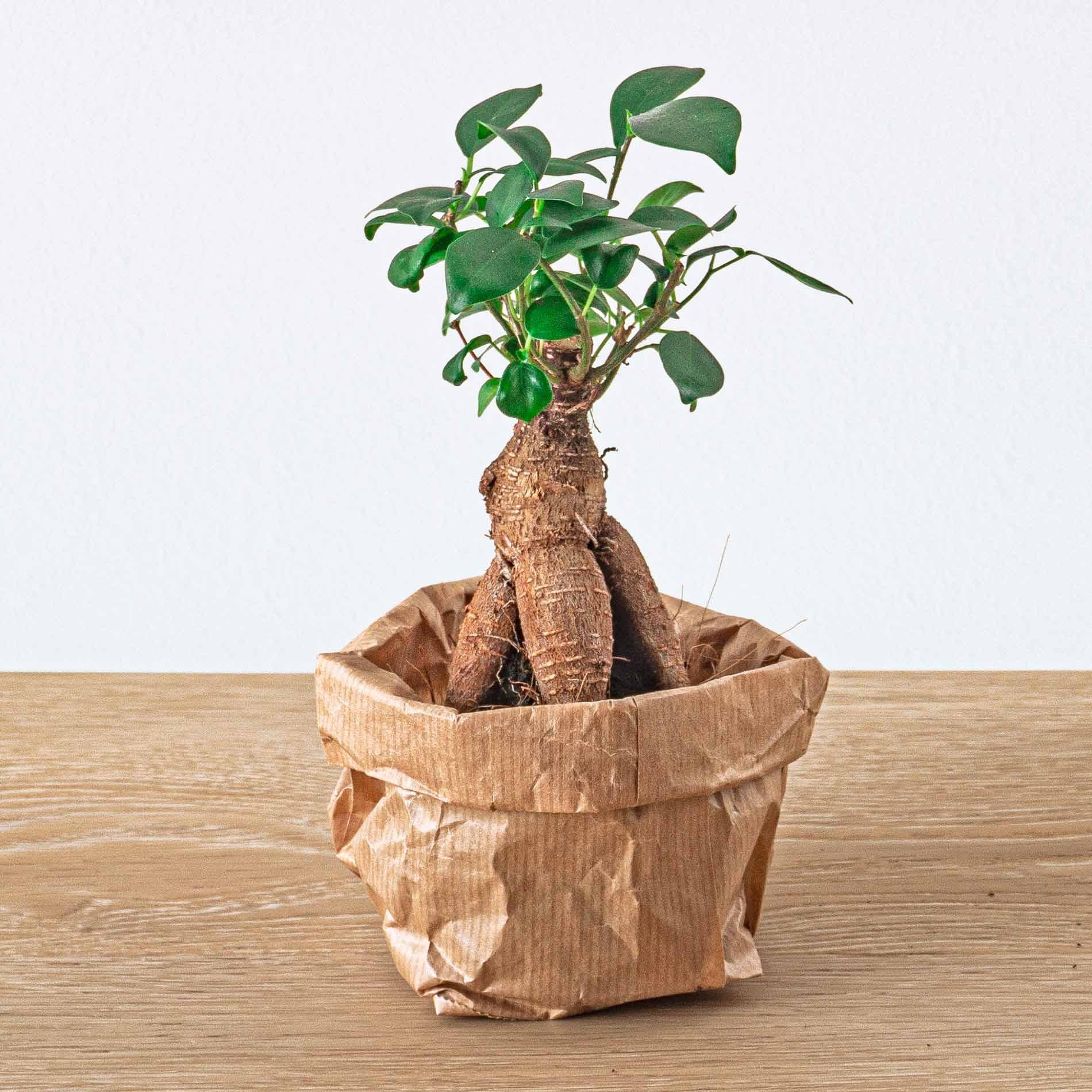Planten terrarium navulling & Startpakket - 5 planten