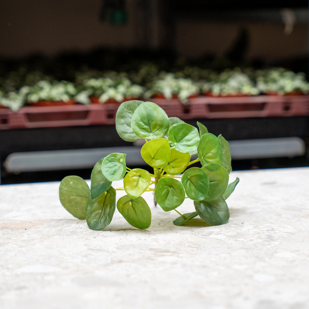Pilea mini bush 13cm