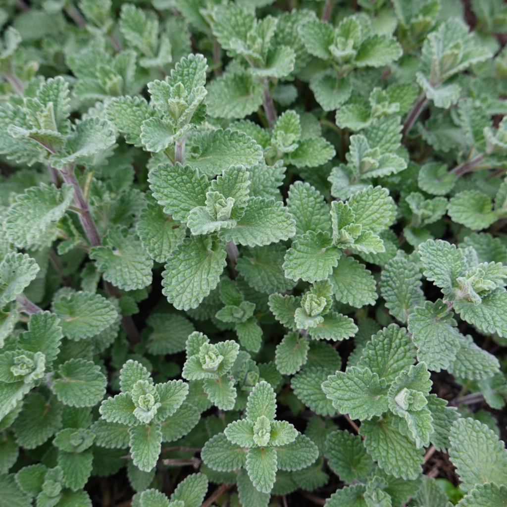 60x Nepeta faassenii - ↕10-25cm - Ø9cm