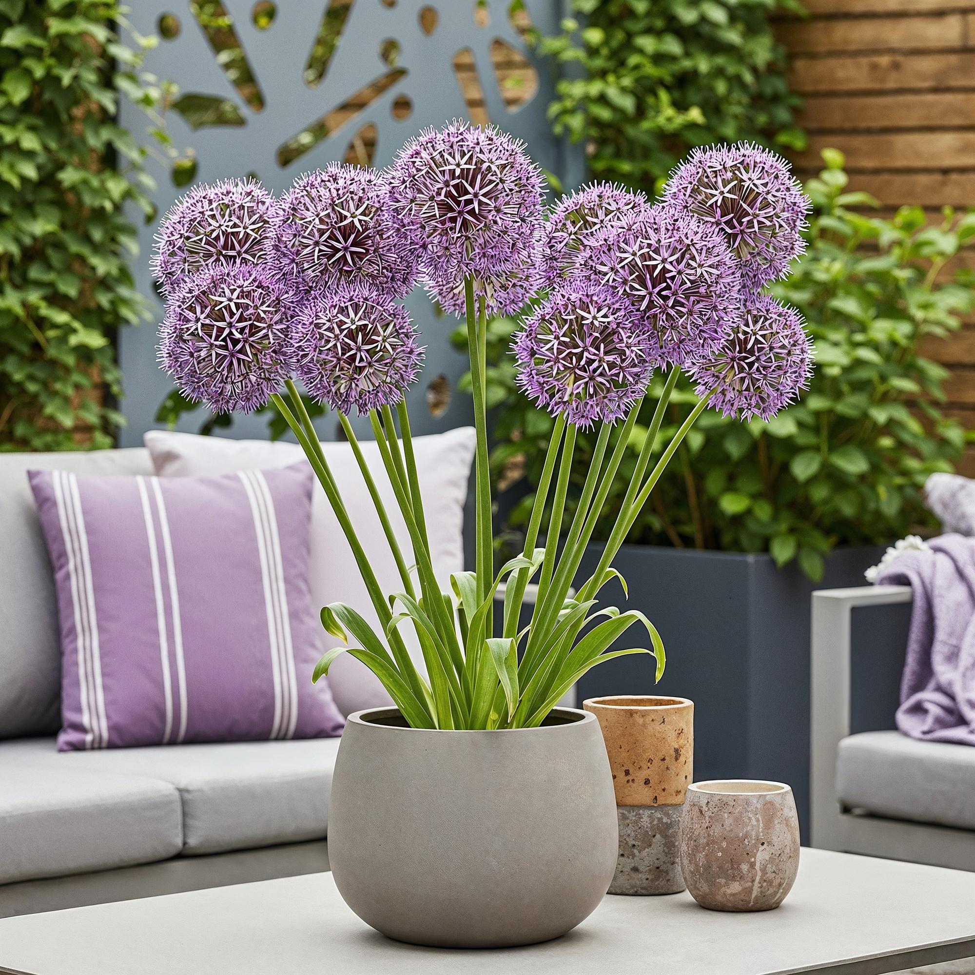 Bloembollen - Allium Christophii - Kleur Paars - 15 stuks - Bolmaat 10/2 - XXL Pack
