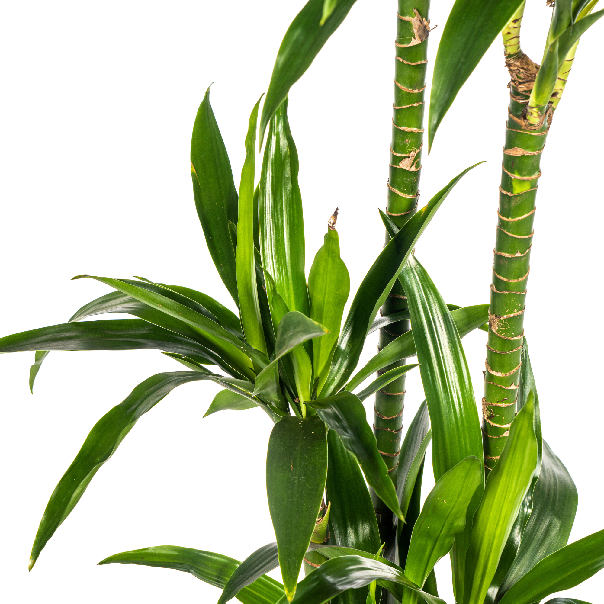 Dracaena Deremensis Lisa Ø24cm - ↕130 - 150cm