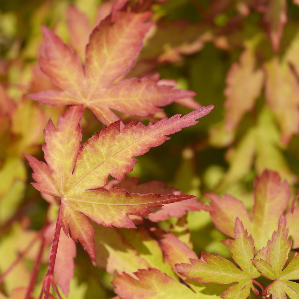 Tuinplant - Acer palmatum Sangokaku - Japanse Esdoorn - Bladverliezend - Groen - 1 - Pot 26cm - Hoogte 90cm
