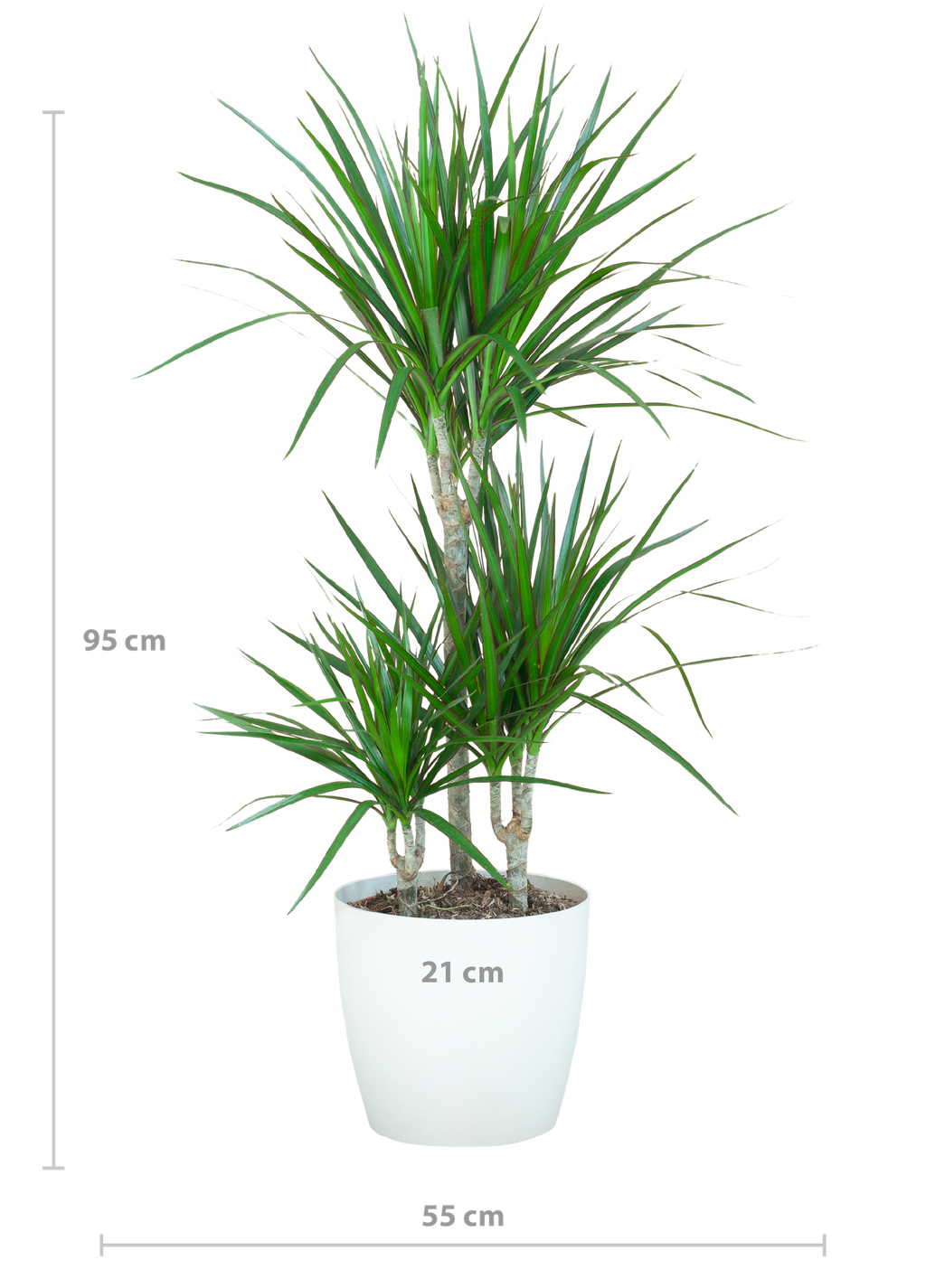Dracaena Marginata met Potter wit - 95cm - Ø21