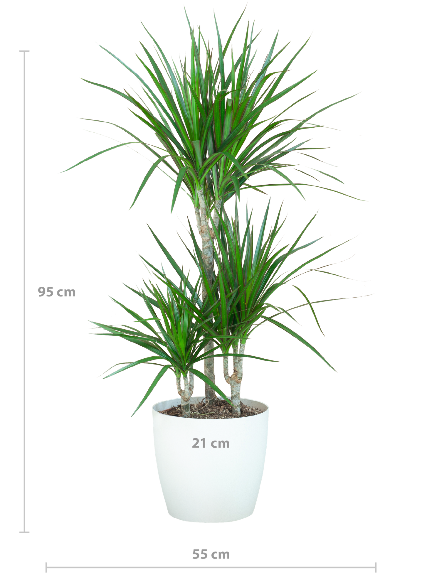 Dracaena Marginata met Potter wit - 95cm - Ø21