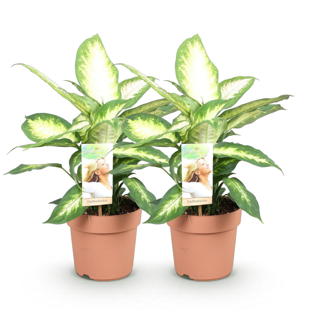 Green is... Kamerplanten - Diefenbachia Camilla - Dieffenbachia - Weinig onderhoud - Groen - 2 Planten - Pot 17cm - Hoogte 45-50cm