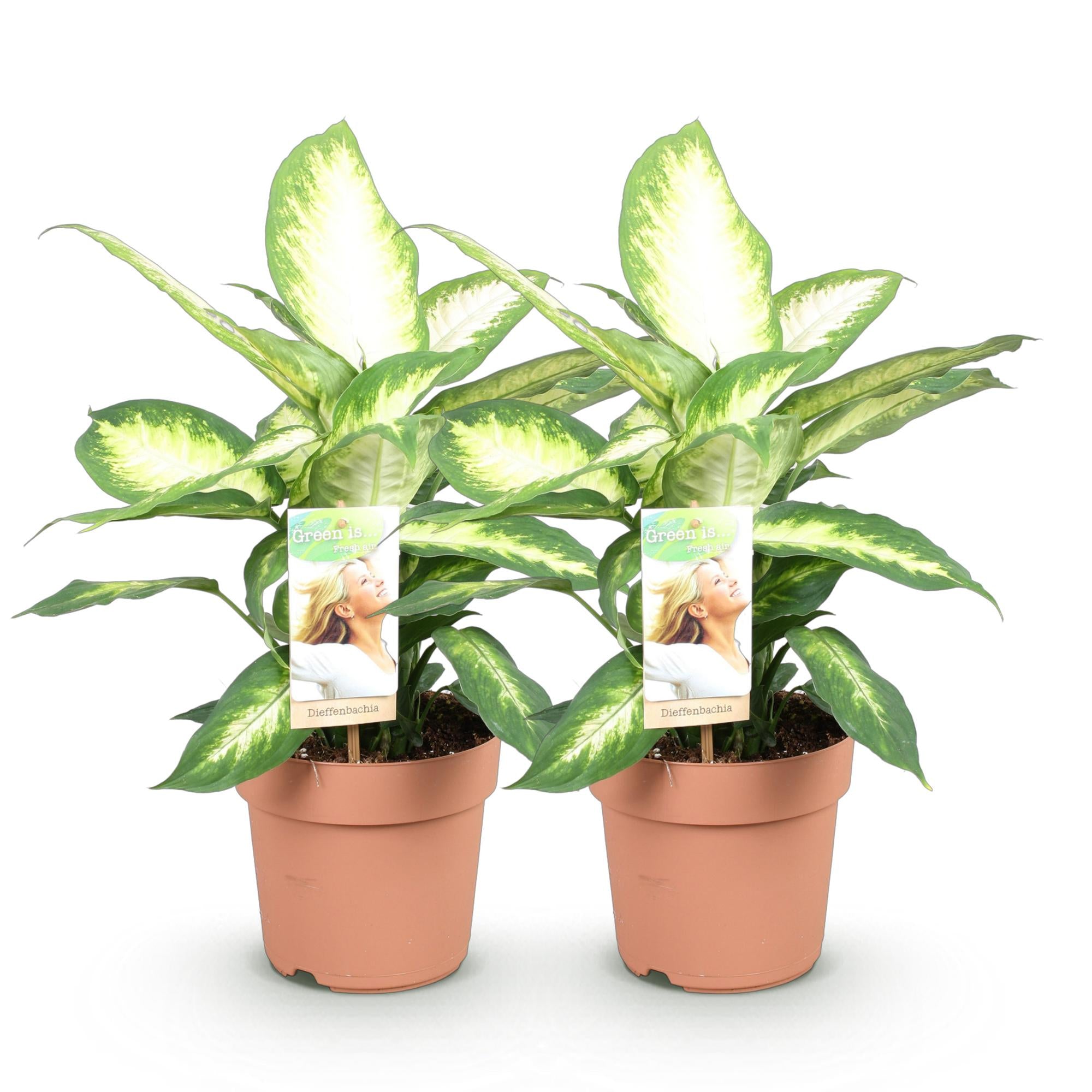 Green is... Kamerplanten - Diefenbachia Camilla - Dieffenbachia - Weinig onderhoud - Groen - 2 Planten - Pot 17cm - Hoogte 45-50cm