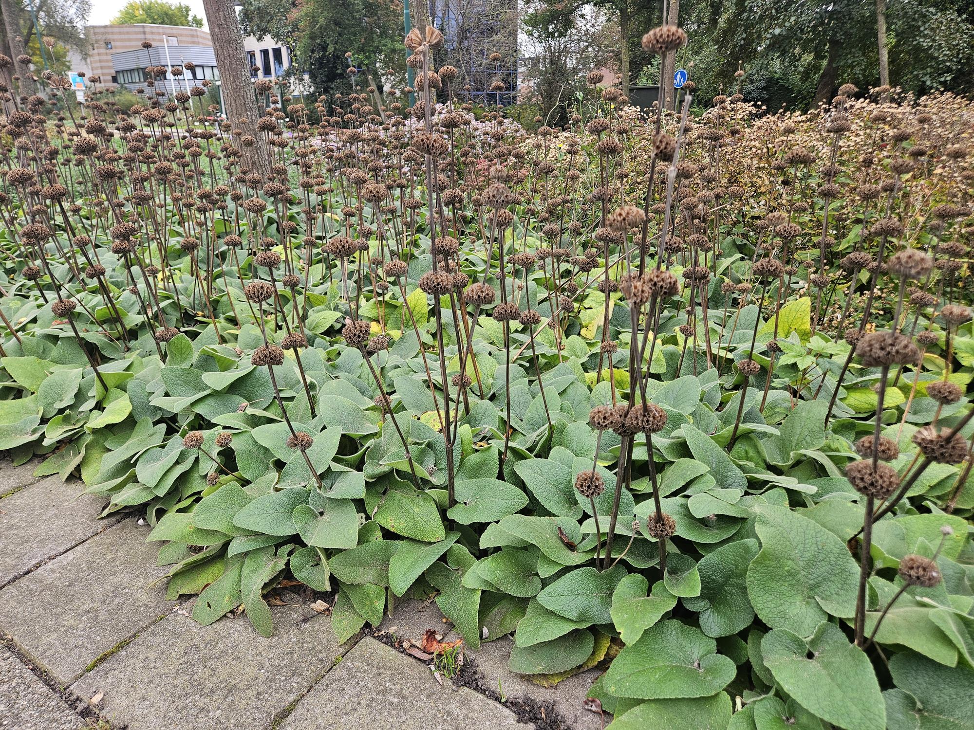 60x Phlomis russeliana - ↕10-25cm - Ø9cm