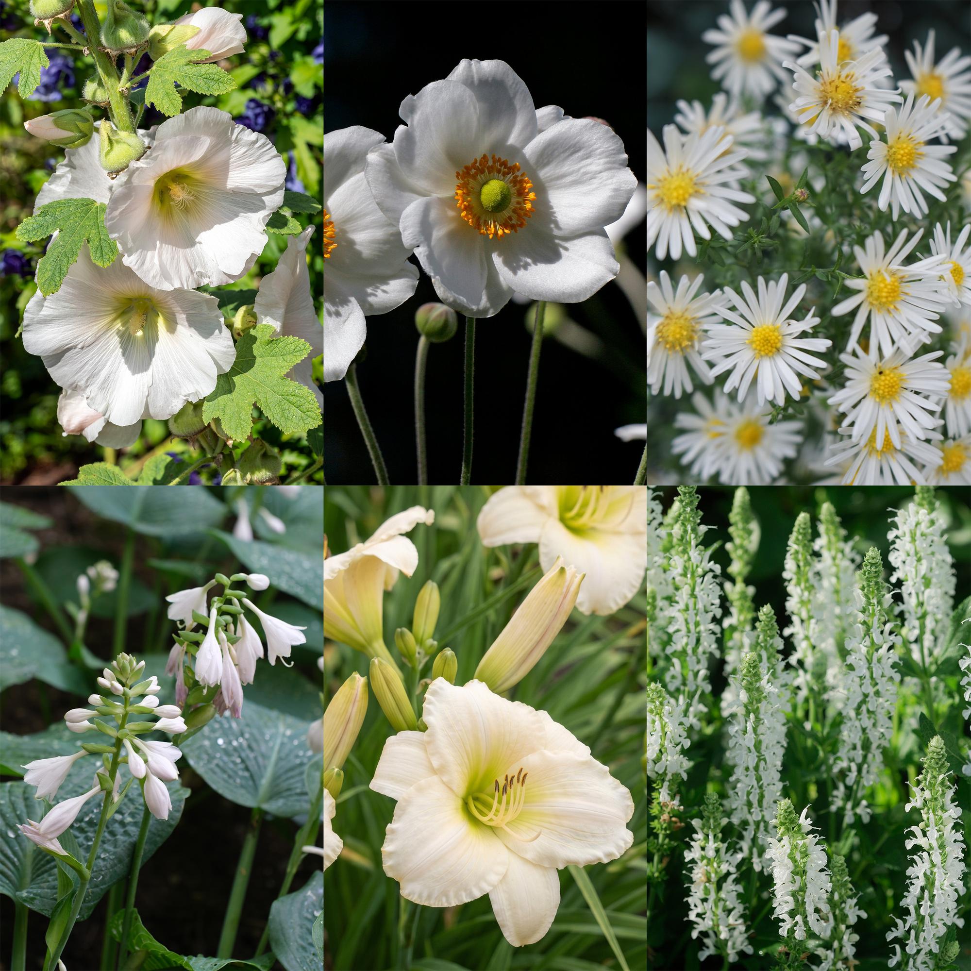 Vasteplant - Borderpakket - Wit - Diversen - Soorten en kleuren - 6 Planten - Pot 11cm - Hoogte 15-25cm