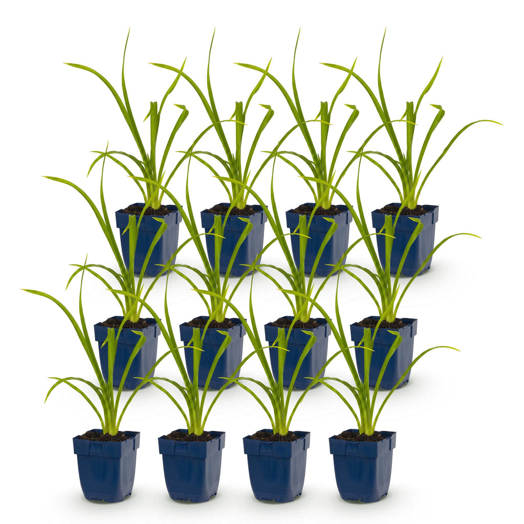 Vasteplant - Hemerocallis Summer Wine - Daglelie - Bijen en Vlinderlokkers - Paars - 12 Planten - Pot 11cm - Hoogte 15-25cm