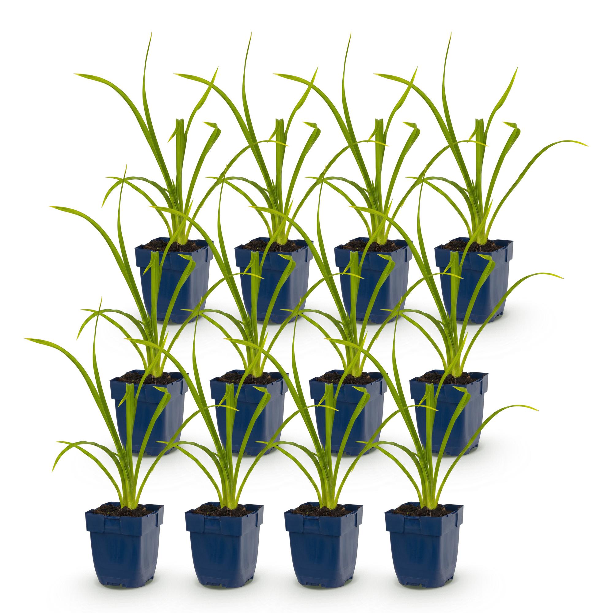 Vasteplant - Hemerocallis Summer Wine - Daglelie - Bijen en Vlinderlokkers - Paars - 12 Planten - Pot 11cm - Hoogte 15-25cm