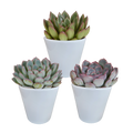 Echeveria mix 8.5 cm - 3x - in witte pot