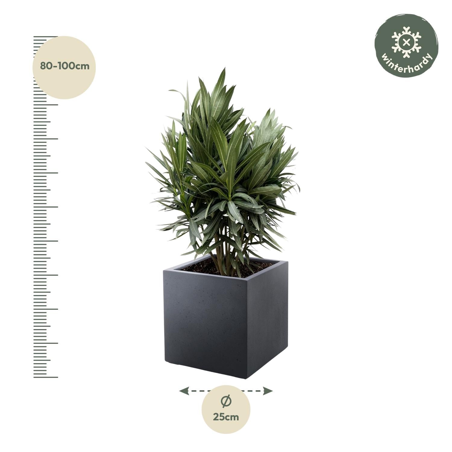 Nerium Oleander struik met rode bloem - 70cm- Ø19