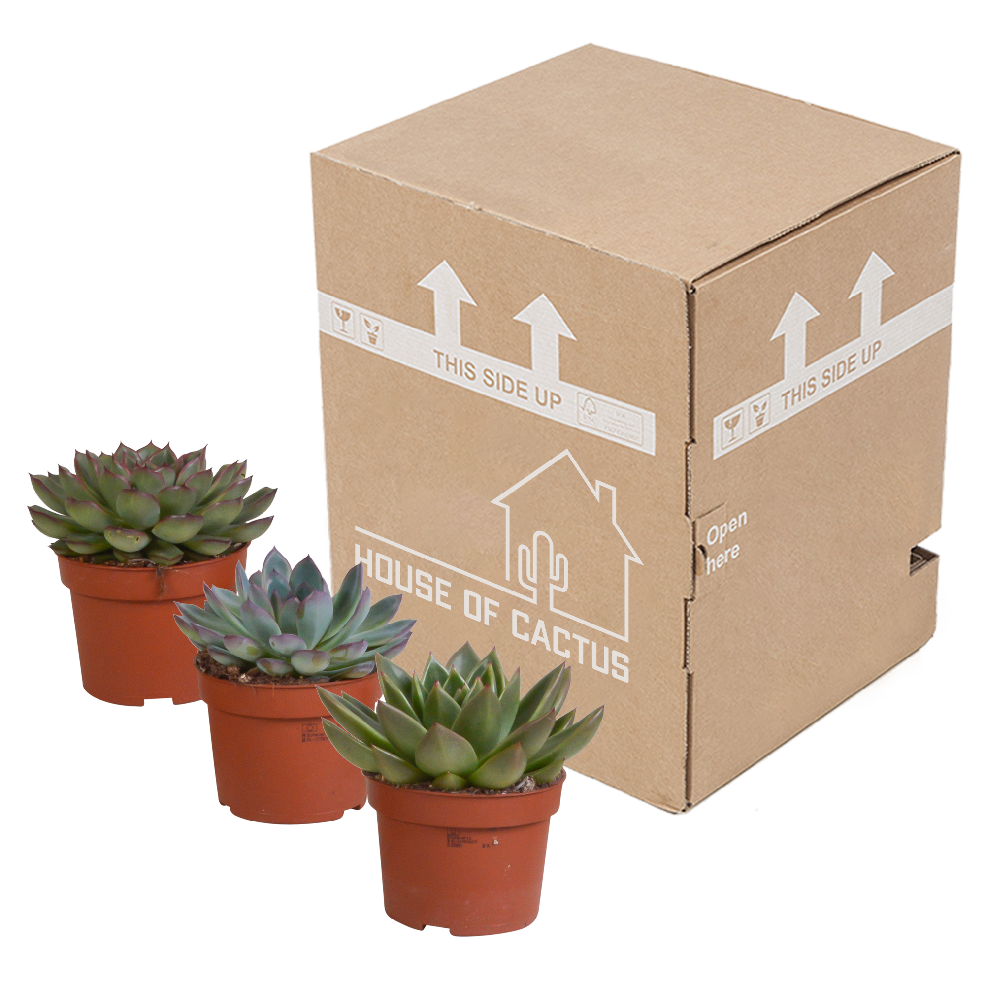 Echeveria mix 10.5 cm - 3x - zonder pot