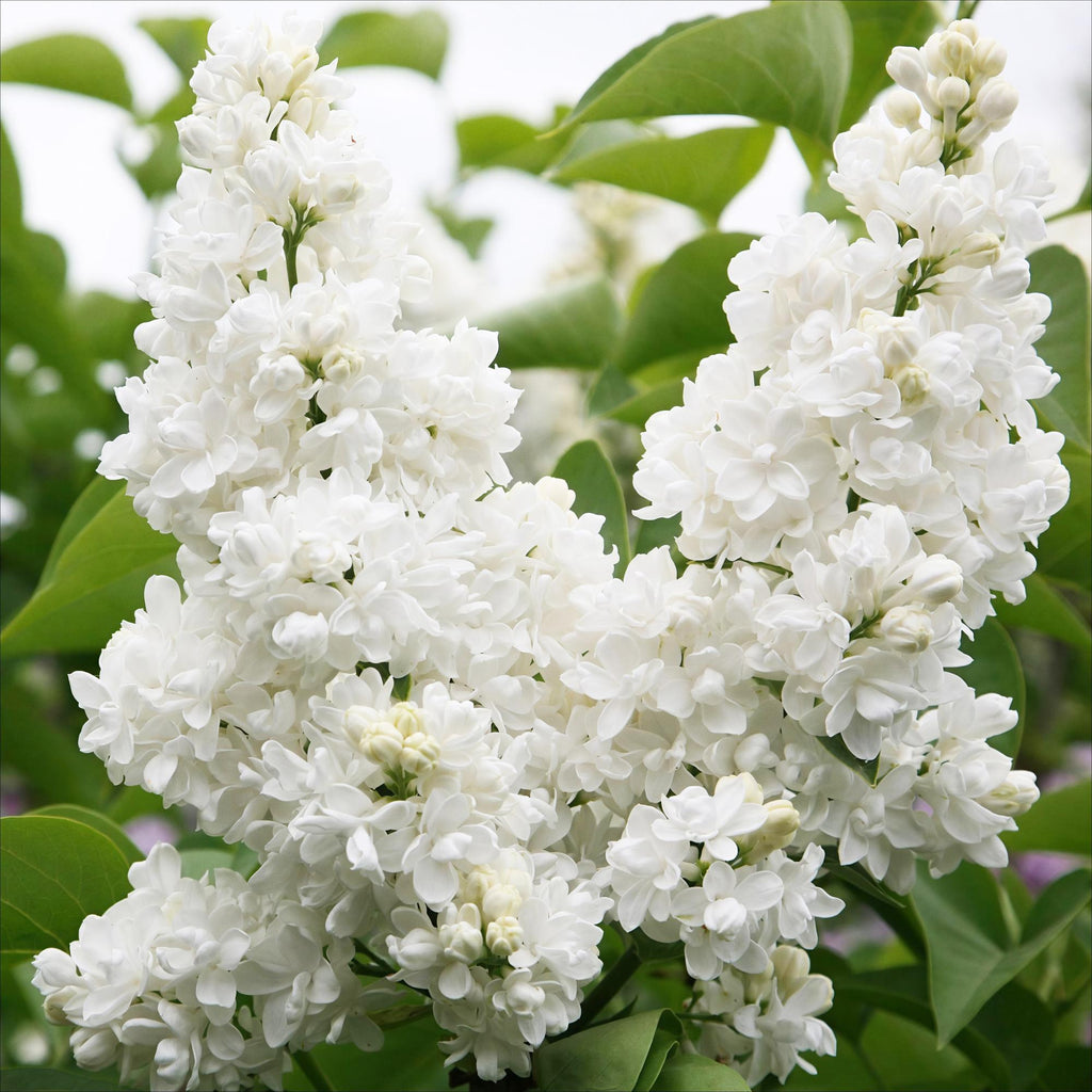 Tuinplant - Syringa vulgaris mme Lemoine - Gewone Sering - Winterhard - Wit - 1 Plant - Pot 17cm - Hoogte 45cm