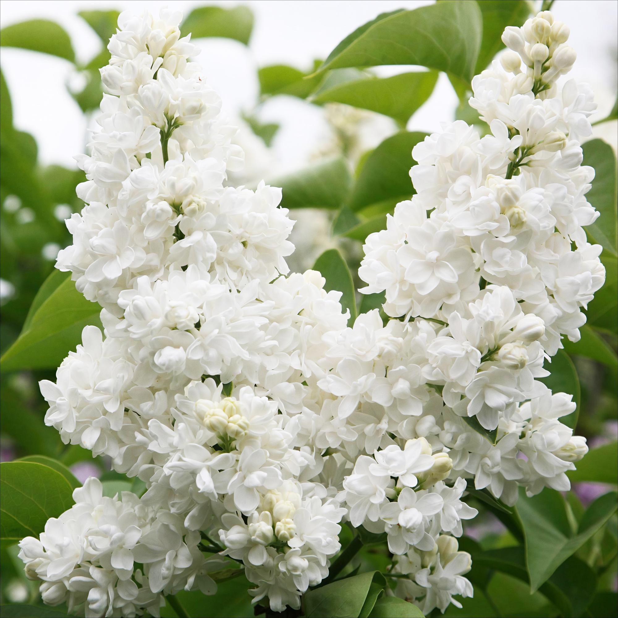 Tuinplant - Syringa vulgaris mme Lemoine - Gewone Sering - Winterhard - Wit - 1 Plant - Pot 17cm - Hoogte 45cm