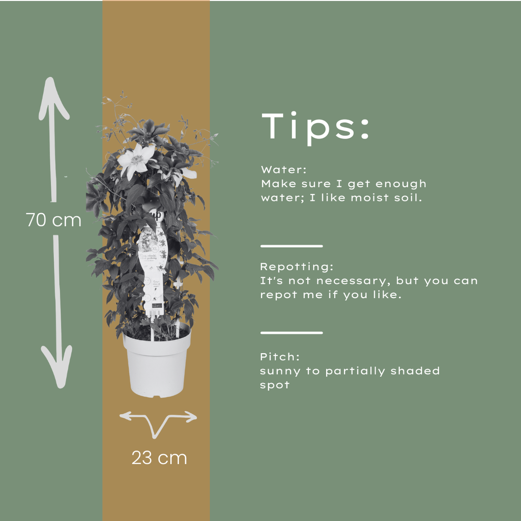 Clematis Double Up Barnadine + Masa 23cm