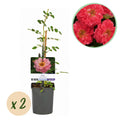 Klimroos - Rosa Salmon Queen - Bloem Licht roze - Weinig onderhoud - 2 planten - Pot 11cm Hoogte 40cm