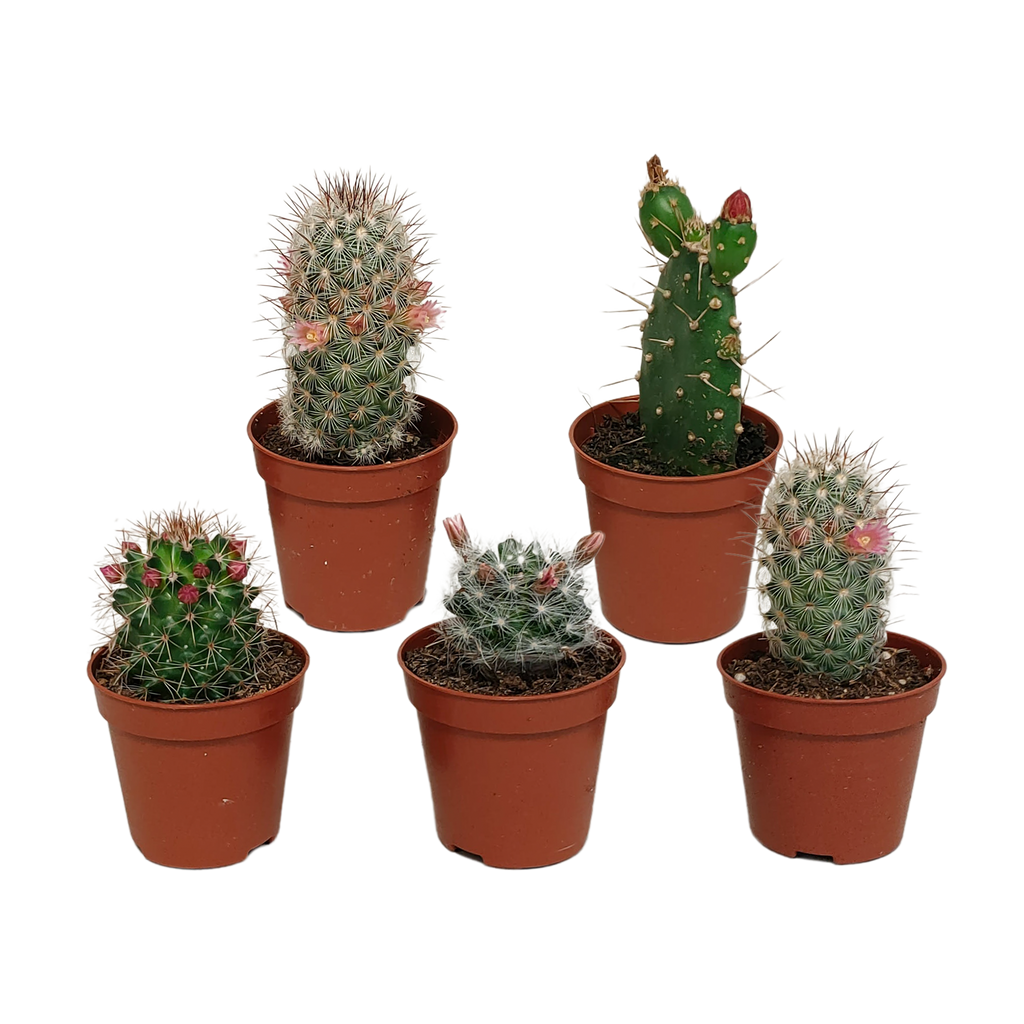 Cactus mix 5.5 cm - zonder pot bloeiend - 5x