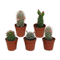 Cactus mix 5.5 cm - zonder pot bloeiend - 5x