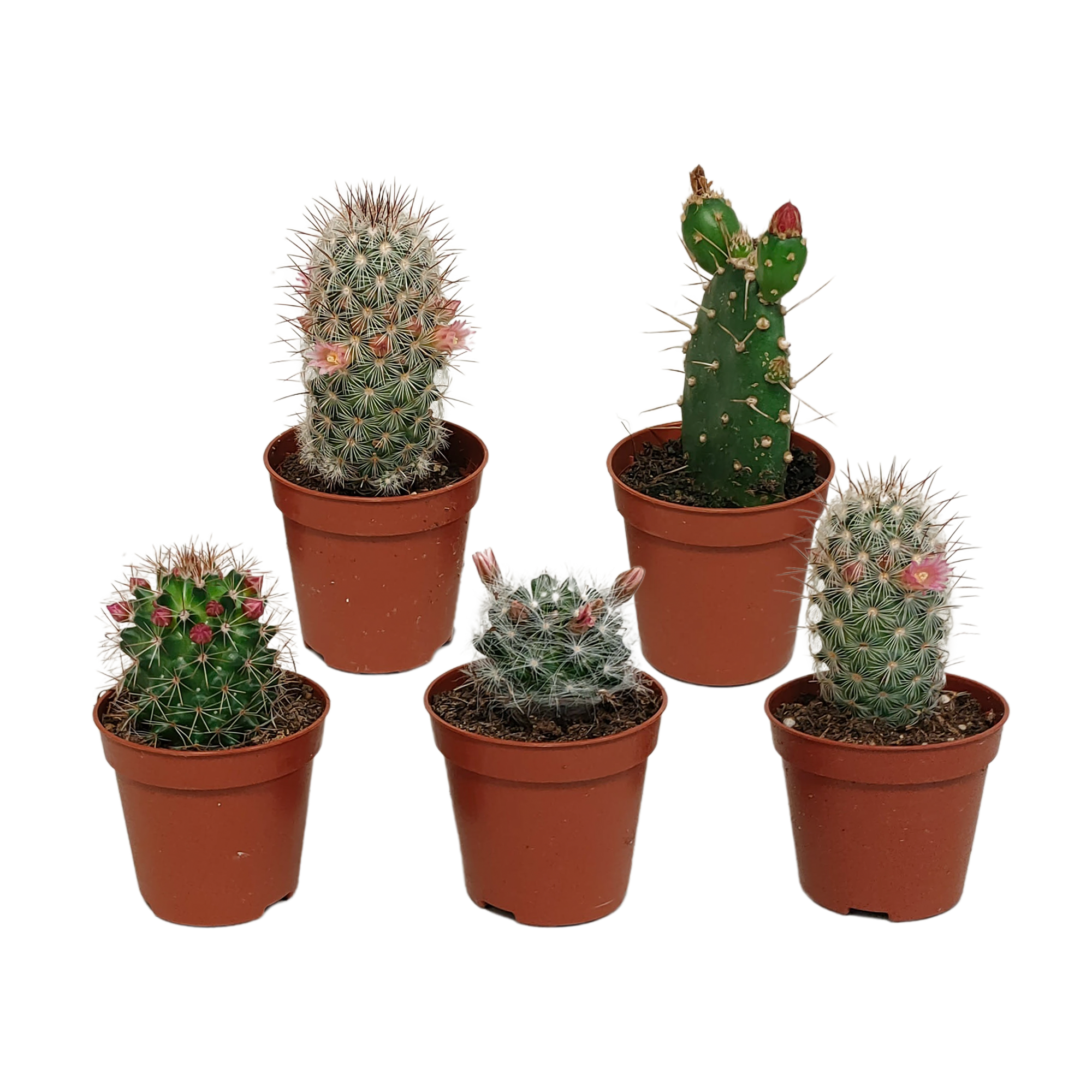 Cactus mix 5.5 cm - zonder pot bloeiend - 5x